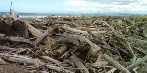 Mountains of driftwood